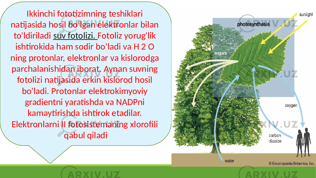 Ikkinchi fototizimning teshiklari natijasida hosil bo&#39;lgan elektronlar bilan to&#39;ldiriladi suv fotolizi. Fotoliz yorug&#39;lik ishtirokida ham sodir bo&#39;ladi va H 2 O ning protonlar, elektronlar va kislorodga parchalanishidan iborat. Aynan suvning fotolizi natijasida erkin kislorod hosil bo&#39;ladi. Protonlar elektrokimyoviy gradientni yaratishda va NADPni kamaytirishda ishtirok etadilar. Elektronlarni II fotosistemaning xlorofili qabul qiladi 