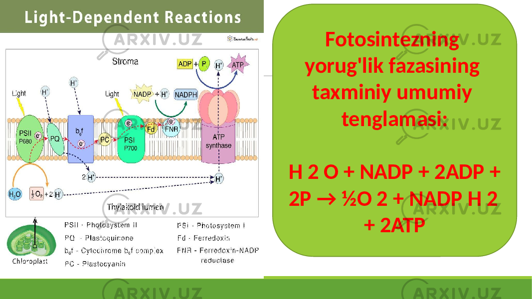 Fotosintezning yorug&#39;lik fazasining taxminiy umumiy tenglamasi: H 2 O + NADP + 2ADP + 2P → ½O 2 + NADP H 2 + 2ATP 