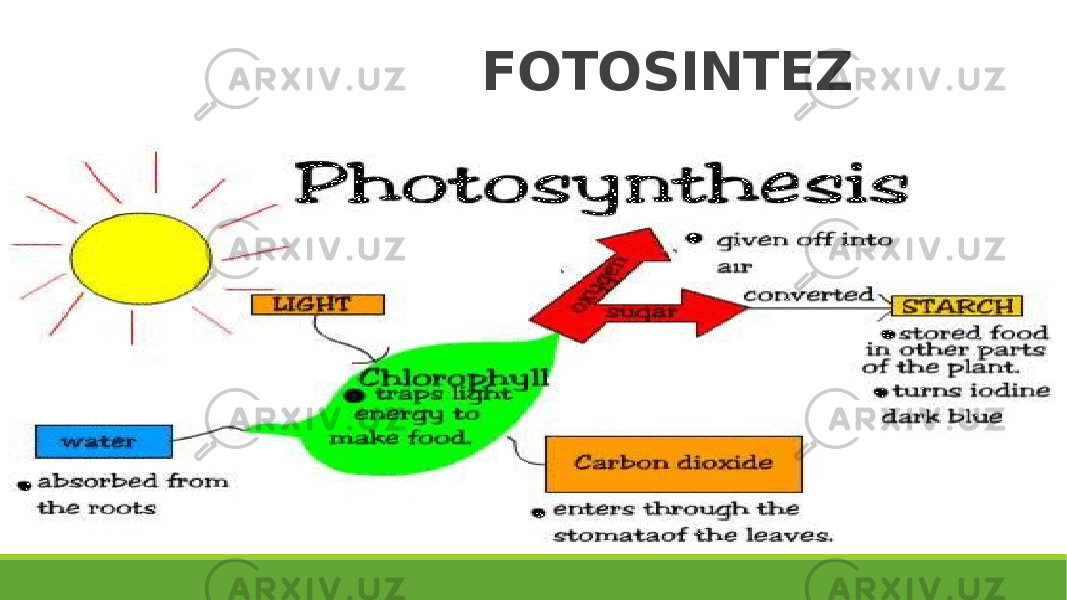  FOTOSINTEZ 