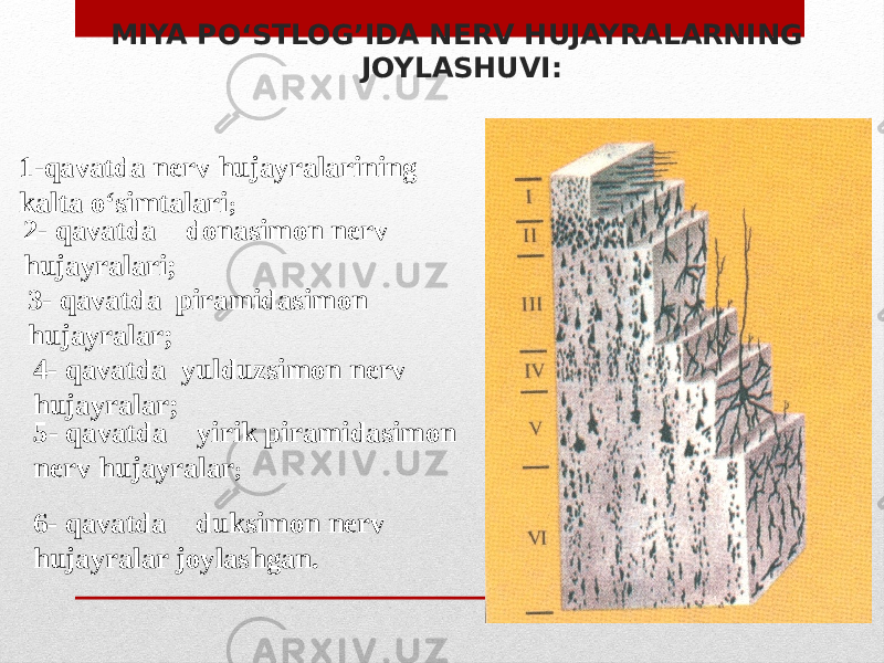 MIYA PO‘STLOG’IDA NERV HUJAYRALARNING JOYLASHUVI: 6- qavatda duksimon nerv hujayralar joylashgan. 1-qavatda nerv hujayralarining kalta o‘simtalari ; 2- qavatda donasimon nerv hujayralari; 3- qavatda piramidasimon hujayralar; 4- qavatda yulduzsimon nerv hujayralar; 5- qavatda yirik piramidasimon nerv hujayralar ; 