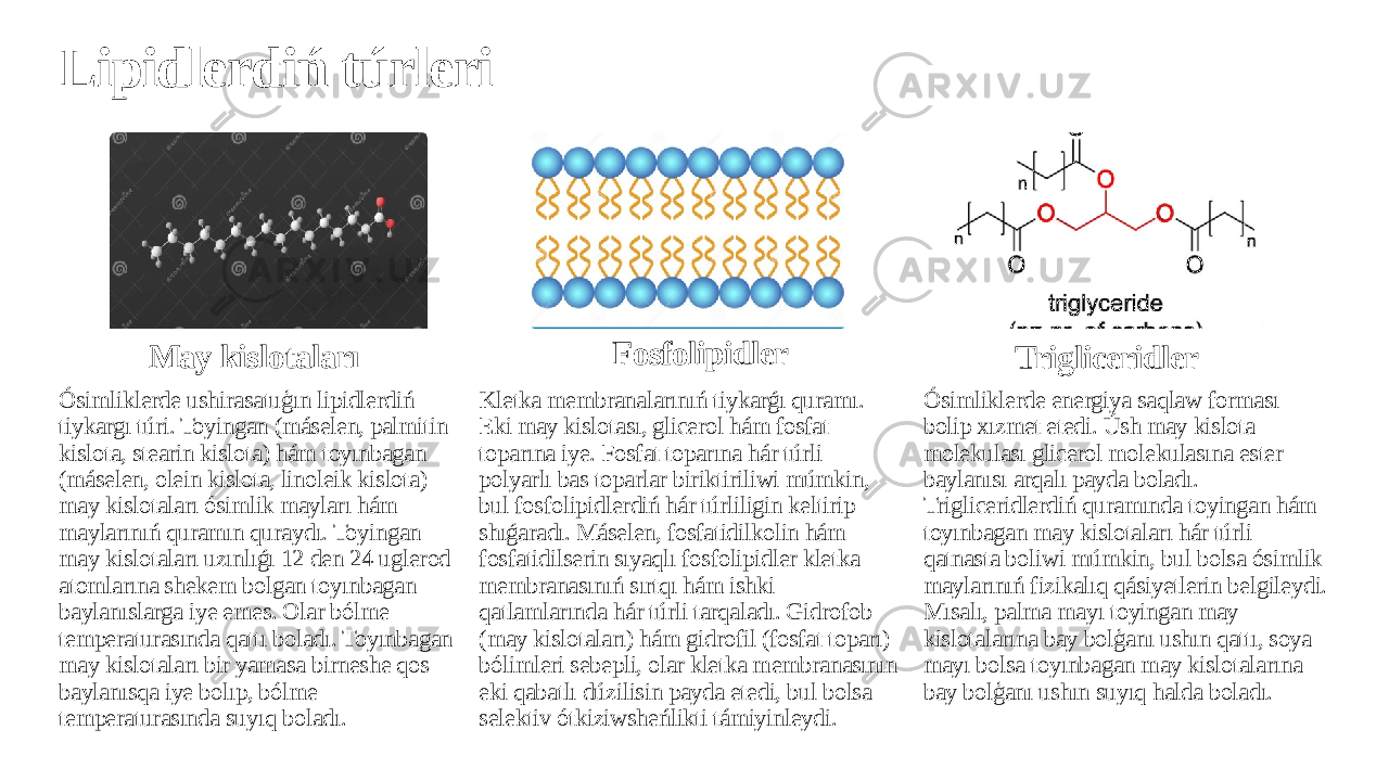 Lipidlerdiń túrleri May kislotaları Ósimliklerde ushirasatuģın lipidlerdiń tiykargı túri. Toyingan (máselen, palmitin kislota, stearin kislota) hám toyınbagan (máselen, olein kislota, linoleik kislota) may kislotaları ósimlik mayları hám maylarınıń quramın quraydı. Toyingan may kislotaları uzınlıǵı 12 den 24 uglerod atomlarına shekem bolgan toyınbagan baylanıslarga iye emes. Olar bólme temperaturasında qattı boladı. Toyınbagan may kislotaları bir yamasa birneshe qos baylanısqa iye bolıp, bólme temperaturasında suyıq boladı. Fosfolipidler Kletka membranalarınıń tiykarǵı quramı. Eki may kislotası, glicerol hám fosfat toparına iye. Fosfat toparına hár túrli polyarlı bas toparlar biriktiriliwi múmkin, bul fosfolipidlerdiń hár túrliligin keltirip shıǵaradı. Máselen, fosfatidilkolin hám fosfatidilserin sıyaqlı fosfolipidler kletka membranasınıń sırtqı hám ishki qatlamlarında hár túrli tarqaladı. Gidrofob (may kislotaları) hám gidrofil (fosfat toparı) bólimleri sebepli, olar kletka membranasının eki qabatlı dúzilisin payda etedi, bul bolsa selektiv ótkiziwsheńlikti támiyinleydi. Trigliceridler Ósimliklerde energiya saqlaw forması bolip xızmet etedi. Úsh may kislota molekulası glicerol molekulasına ester baylanısı arqalı payda boladı. Trigliceridlerdiń quramında toyingan hám toyınbagan may kislotaları hár túrli qatnasta boliwi múmkin, bul bolsa ósimlik maylarınıń fizikalıq qásiyetlerin belgileydi. Mısalı, palma mayı toyingan may kislotalarına bay bolģanı ushın qattı, soya mayı bolsa toyınbagan may kislotalarına bay bolģanı ushın suyıq halda boladı. 