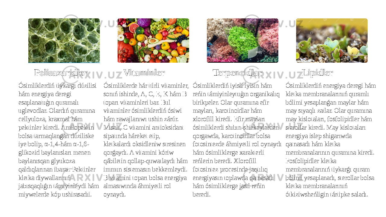 Polisaxaridler Ósimliklerdiń tiykargı dúzilisi hám energiya deregi esaplanatuģın quramalı uglevodlar. Olardıń quramına cellyuloza, kraxmal hám pektinler kiredi. Amilopektin bolsa tarmaqlangan dúziliske iye bolip, α-1,4-hám α-1,6- glikozid baylanısları menen baylanısqan glyukoza qaldıqlarınan ibarat. Pektinler kletka diywallarınıń jabısqaqlıǵın támiyinleydi hám miywelerde kóp ushirasadıi. Vitaminler Ósimliklerde hár túrli vitaminler, sonıń ishinde, A, C, E, K hám B toparı vitaminleri bar. Bul vitaminler ósimliklerdiń ósiwi hám rawajlanıwı ushin zárúr. Mısalı, C vitamini antioksidant sipatında háreket etip, kletkalardı oksidleniw stresinen qorǵaydı. A vitamini kóriw qábiletin qollap-quwatlaydı hám immun sistemasın bekkemleydi. B vitamini toparı bolsa energiya almasıwında áhmiyetli rol oynaydı. Terpenoidlar Ósimliklerdiń iyisli iyisin hám reńin támiyinleytuģın organikalıq birikpeler. Olar quramına efir mayları, karotinoidlar hám xlorofill kiredi. Efir mayları ósimliklerdi shıbın-shirkeylerden qorgawda, karotinoidlar bolsa fotosintezde áhmiyetli rol oynaydı hám ósimliklerge xarakterli reńlerin beredi. Xlorofill fotosintez procesinde jaqtılıq energiyasın toplawda qatnasadı hám ósimliklerge jasıl reńin beredi. Lipidler Ósimliklerdiń energiya deregi hám kletka membranalarınıń quramlı bólimi yesaplanǵan maylar hám may sıyaqlı zatlar. Olar quramına may kislotaları, fosfolipidler hám sterollar kiredi. May kislotaları energiya islep shigarıwda qatnasadı hám kletka membranalarının quramına kiredi. Fosfolipidler kletka membranalarınıń tiykarǵı quram bólimi yesaplanadı, sterollar bolsa kletka membranalarınıń ótkiziwsheńligin tártipke saladı. 