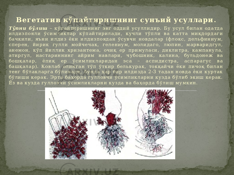 Вегетатив кўпайтири шнинг сунъий у су ллари . Т ў п н и б ў л и ш – к ў п а й т и р и ш н и н г э н г о д д и й у с у л л и д и р . Б у у с у л б и л а н о д а т д а и л д и з п о я л и ў с и м л и к л а р к ў п а й т и р и л а д и , к у ч л и т ў п л и в а к а т т а м и қ д о р д а г и б а ч к и л и , я ъ н и и л д и з ё к и и л д и з п о я д а н ў с у в ч и н о в д а л а р ( ф л о к с , д е л ь ф и н и у м , с п е р е н , й и р и к г у л л и м о й ч е ч а к , г е л е н и у м , м о л и д а г о , л ю п и н , м а р в а р и д г у л , а н е м о н , к ў п й и л л и к х р и з а н т е м а , о ч и қ е р п р и м у л а с и , д и к л и т р а , к а м п а н у л а , а т и р г у л , н а с т а р и н н и н г а й р и м н а в л а р и , ч у б о ш н и к , к а л и н а , б у л ь д о н е ж в а б о ш қ а л а р , ё п и қ е р ў с и м л и к л а р и д а н э с а – а с п и д и с т р а , а с п а р а г у с в а б а ш қ а л а р ) . К о в л а б о л и н г а н т ў п ў т к и р б е л ь к у р а к , т о к қ а й ч и ё к и п и ч о қ б и л а н т е н г б ў л а к л а р г а б ў л и н а д и , б у н д а ҳ а р б и р и л д и з д а 2 - 3 т а д а н н о в д а ё к и к у р т а к б ў л и ш и к е р а к . Э р т а б а ҳ о р д а г у л л о в ч и ў с и м л и к л а р н и к у з д а б ў л и б э к и ш к е р а к . Ё з в а к у з д а г у л л о в ч и ў с и м л и к л а р н и к у з д а в а б а ҳ о р д а б ў л и ш м у м к и н . 