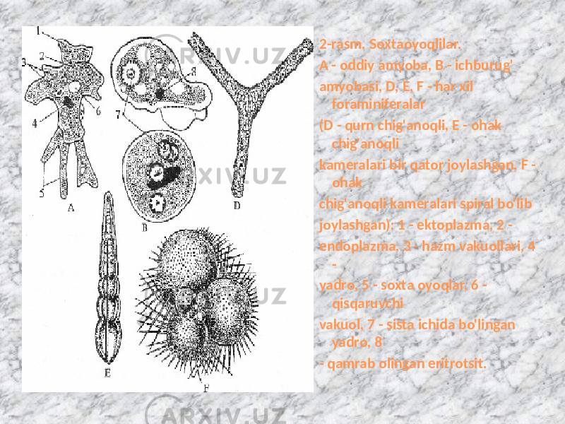 2-rasm. Soxtaoyoqlilar. A - oddiy amyoba, В - ichburug&#39; amyobasi, D, E, F - har xil foraminiferalar (D - qurn chig&#39;anoqli, E - ohak chig&#39;anoqli kameralari bir qator joylashgan, F - ohak chig&#39;anoqli kameralari spiral bo&#39;lib joylashgan): 1 - ektoplazma, 2 - endoplazma, 3 - hazm vakuollari, 4 - yadro, 5 - soxta oyoqlar, 6 - qisqaruvchi vakuol, 7 - sista ichida bo&#39;lingan yadro, 8 - qamrab olingan eritrotsit. 