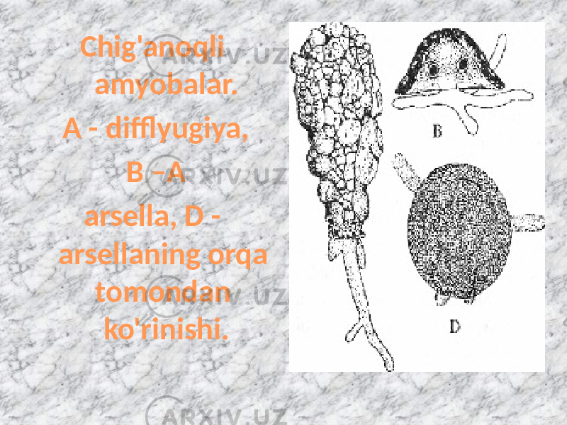Chig&#39;anoqli amyobalar. A - difflyugiya, В –A arsella, D - arsellaning orqa tomondan ko&#39;rinishi. 