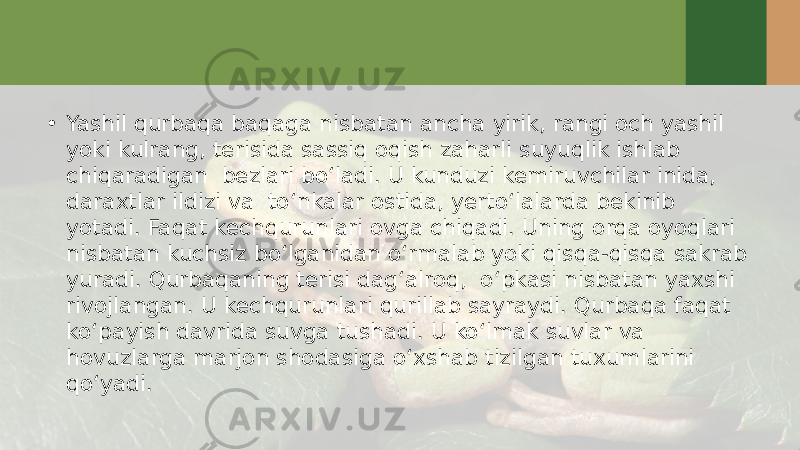 • Yashil qurbaqa baqaga nisbatan ancha yirik, rangi och yashil yoki kulrang, terisida sassiq oqish zaharli suyuqlik ishlab chiqaradigan bezlari bo‘ladi. U kunduzi kemiruvchilar inida, daraxtlar ildizi va to‘nkalar ostida, yerto‘lalarda bekinib yotadi. Faqat kechqurunlari ovga chiqadi. Uning orqa oyoqlari nisbatan kuchsiz bo‘lganidan o‘rmalab yoki qisqa-qisqa sakrab yuradi. Qurbaqaning terisi dag‘alroq, o‘pkasi nisbatan yaxshi rivojlangan. U kechqurunlari qurillab sayraydi. Qurbaqa faqat ko‘payish davrida suvga tushadi. U ko‘lmak suvlar va hovuzlarga marjon shodasiga o‘xshab tizilgan tuxumlarini qo‘yadi. 