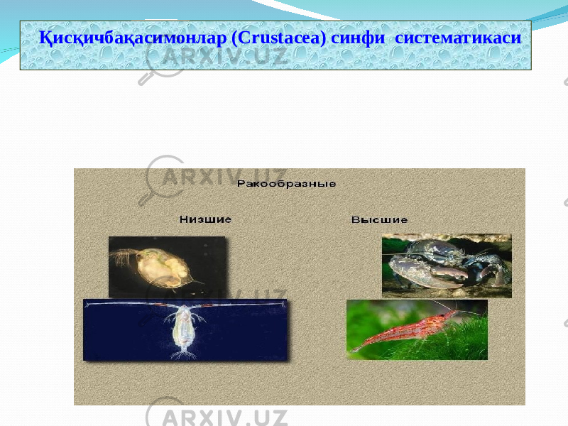  Қисқичбақасимонлар ( Crustacea ) синфи систематикаси 