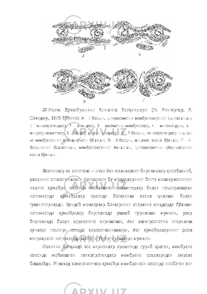 32 -Расм. Ҳужайранинг ёпишиш босқичлари (Н. Рингертцу, Р. Сэвиджу, 1979 бўйича ): А - 1-босқич, цитоплазматик мембраналарнинг яқинлашиши: 1- гликопротеидлар, 2 - липидлар, 3 - плазматик мембраналар, 4 - митохондрия, 5 - микрофиламентлар, 6 - Сендай вируси қисмлари; Б - 2-босқич, гликопротеидлар чиқиши ва мембрананинг липид қавати бўшаши; В - 3-босқич, мицелла хосил бўлиши; Г - 4- босқичнинг бошланиши, мембраналарнинг ёпишиши, цитопласматик кўприкларнинг хосил бўлиши. Лектинлар ва антитела – икки ёки поливалент бирикмалар ҳисобланиб, уларнинг агглютинловчи функцияси бу моддаларнинг битта молекуласининг иккита ҳужайра юзасида жойлашган рецепторлар билан таъсирлашуви натижасида ҳужайралар орасида боғланиш хосил қилиши билан тушинтирилади. Бундай молекуляр боғларнинг етарлича миқдорда бўлиши натижасида ҳужайралар биргаликда ушлаб турилиши мумкин, улар биргаликда броун ҳаракатига киришиши, ёки электростатик итарилиш кучлари таъсири остида ҳаракатланишлари, ёки ҳужайраларнинг фаол миграцияси натижасида жойини ўзгартиришлари мумкин. Иккинчи босқичда эса вирионлар оралиғида туриб қолган, мембрана юзасида жойлашган гликопротеидлар мембрана соҳаларидан ажрала бошлайди. Углевод компонентлар ҳужайра мембранаси юзасида нисбатан энг 