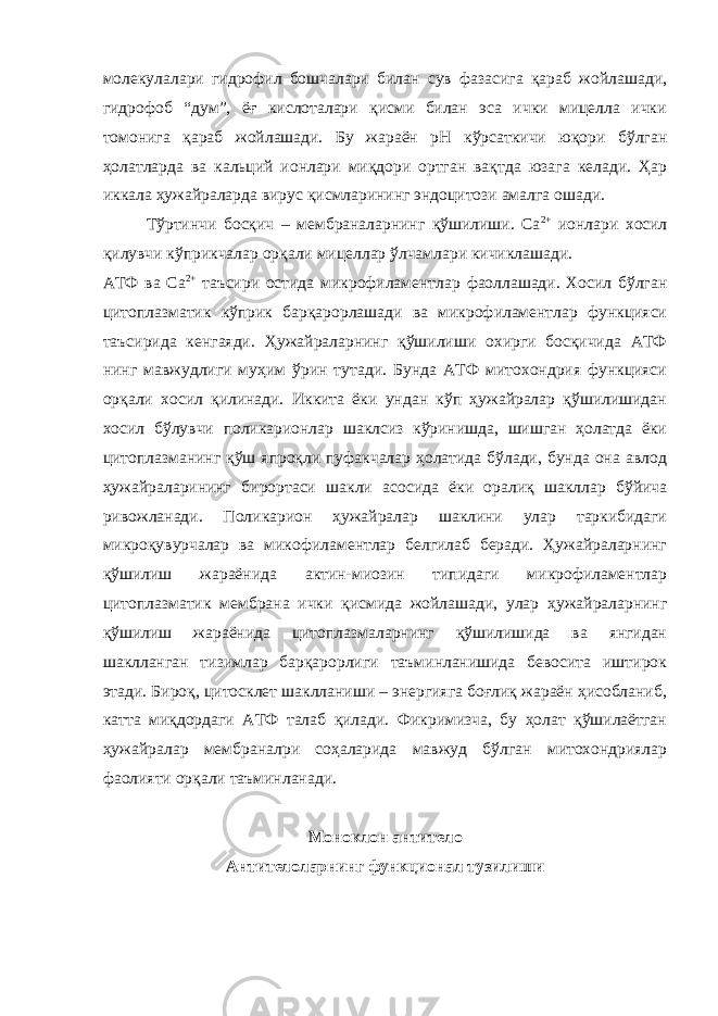 молекулалари гидрофил бошчалари билан сув фазасига қараб жойлашади, гидрофоб “дум”, ёғ кислоталари қисми билан эса ички мицелла ички томонига қараб жойлашади. Бу жараён рН кўрсаткичи юқори бўлган ҳолатларда ва кальций ионлари миқдори ортган вақтда юзага келади. Ҳар иккала ҳужайраларда вирус қисмларининг эндоцитози амалга ошади. Тўртинчи босқич – мембраналарнинг қўшилиши. Са 2+ ионлари хосил қилувчи кўприкчалар орқали мицеллар ўлчамлари кичиклашади. АТФ ва Са 2+ таъсири остида микрофиламент лар фаоллашади. Хосил бўлган цитоплазматик кўприк барқарорлашади ва микрофиламентлар функцияси таъсирида кенгаяди. Ҳужайраларнинг қўшилиши охирги босқичида АТФ нинг мавжудлиги муҳим ўрин тутади. Бунда АТФ митохондрия функцияси орқали хосил қилинади. Иккита ёки ундан кўп ҳужайралар қўшилишидан хосил бўлувчи поликарионлар шаклсиз кўринишда, шишган ҳолатда ёки цитоплазманинг қўш япроқли пуфакчалар ҳолатида бўлади, бунда она авлод ҳужайраларининг бирортаси шакли асосида ёки оралиқ шакллар бўйича ривожланади. Поликарион ҳужайралар шаклини улар таркибидаги микроқувурчалар ва микофиламентлар белгилаб беради. Ҳужайраларнинг қўшилиш жараёнида актин-миозин типидаги микрофиламентлар цитоплазматик мембрана ички қисмида жойлашади, улар ҳужайраларнинг қўшилиш жараёнида цитоплазмаларнинг қўшилишида ва янгидан шаклланган тизимлар барқарорлиги таъминланишида бевосита иштирок этади. Бироқ, цитосклет шаклланиши – энергияга боғлиқ жараён ҳисобланиб, катта миқдордаги АТФ талаб қилади. Фикримизча, бу ҳолат қўшилаётган ҳужайралар мембраналри соҳаларида мавжуд бўлган митохондриялар фаолияти орқали таъминланади. Моноклон антитело Антителоларнинг функционал тузилиши 