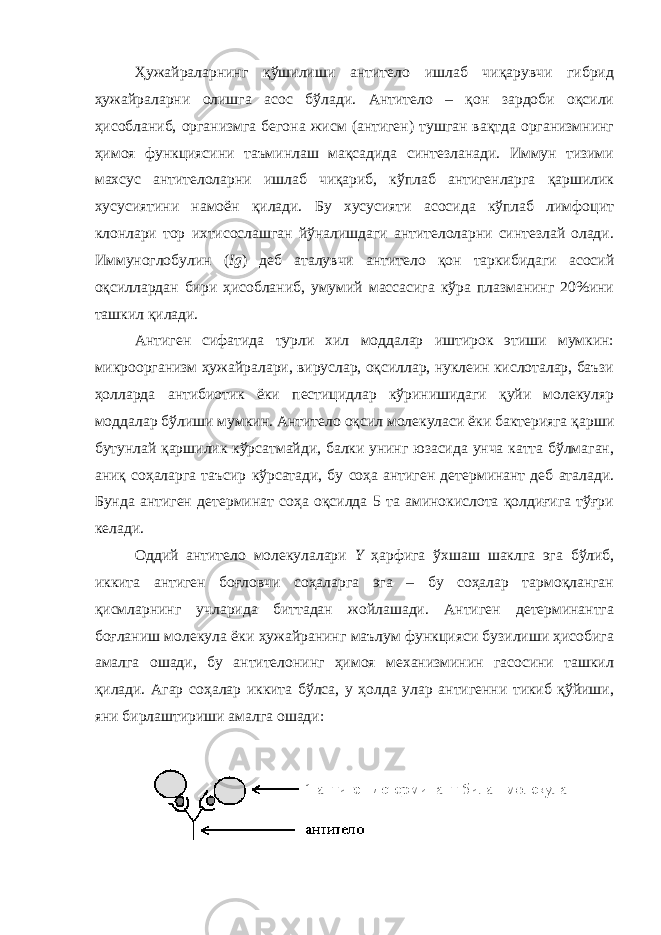 Ҳужайраларнинг қўшилиши антитело ишлаб чиқарувчи гибрид ҳужайраларни олишга асос бўлади. Антитело – қон зардоби оқсили ҳисобланиб, организмга бегона жисм (антиген) тушган вақтда организмнинг ҳимоя функциясини таъминлаш мақсадида синтезланади. Иммун тизими махсус антителоларни ишлаб чиқариб, кўплаб антигенларга қаршилик хусусиятини намоён қилади. Бу хусусияти асосида кўплаб лимфоцит клонлари тор ихтисослашган йўналишдаги антителоларни синтезлай олади. Иммуноглобулин ( Ig ) деб аталувчи антитело қон таркибидаги асосий оқсиллардан бири ҳисобланиб, умумий массасига кўра плазманинг 20%ини ташкил қилади. Антиген сифатида турли хил моддалар иштирок этиши мумкин: микроорганизм ҳужайралари, вируслар, оқсиллар, нуклеин кислоталар, баъзи ҳолларда антибиотик ёки пестицидлар кўринишидаги қуйи молекуляр моддалар бўлиши мумкин. Антитело оқсил молекуласи ёки бактерияга қарши бутунлай қаршилик кўрсатмайди, балки унинг юзасида унча катта бўлмаган, аниқ соҳаларга таъсир кўрсатади, бу соҳа антиген детерминант деб аталади. Бунда антиген детерминат соҳа оқсилда 5 та аминокислота қолдиғига тўғри келади. Оддий антитело молекулалари Y ҳарфига ўхшаш шаклга эга бўлиб, иккита антиген боғловчи соҳаларга эга – бу соҳалар тармоқланган қисмларнинг учларида биттадан жойлашади. Антиген детерминантга боғланиш молекула ёки ҳужайранинг маълум функцияси бузилиши ҳисобига амалга ошади, бу антителонинг ҳимоя механизминин гасосини ташкил қилади. Агар соҳалар иккита бўлса, у ҳолда улар антигенни тикиб қўйиши, яни бирлаштириши амалга ошади: 
