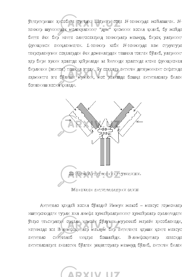 ўзгартириши ҳисобига ортади. Шарнир соҳа Н- занжирда жойлашган. Н - занжир шунингдек молекуланинг “дум” қисмини хосил қилиб, бу жойда битта ёки бир нечта олигосахарид занжирлар мавжуд, бироқ уларнинг функцияси аниқланмаган. L -занжир каби Н -занжирда хам структура такрорланувчи соҳалардан ёки доменлардан ташкил топган бўлиб, уларнинг ҳар бири эркин ҳолатда қайрилади ва йиғинди ҳолатида ягона функционал бирликни (эпитоп) ташкил этади. Бу соҳалар антиген детерминант сифатида аҳамиятга эга бўлиши мумкин, мос равишда бошқа антителолар билан боғланиш хосил қилади. 33 -Расм . А нтител онинг тузилиши. Моноклон антител оларни олиш Антитело қандай хосил бўлади? Иммун жавоб – махсус гормонлар иштирокидаги турли хил лимфа ҳужайраларининг ҳужайралар оралиғидаги ўзаро таъсирлари орқали намоён бўлувчи мураккаб жараён ҳисобланади, натижада эса В-лимфоцитлар маълум бир антигенга қарши қонга махсус антитело синтезлаб чиқара бошлайди. В-лимфоцитлар юзасида антителоларга аналогик бўлган рецепторлар мавжуд бўлиб, антиген билан 