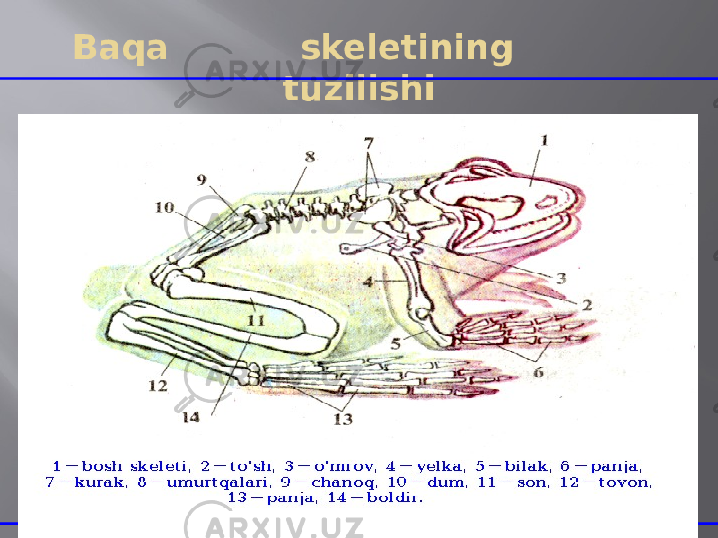 Baqa skeletining tuzilishi 