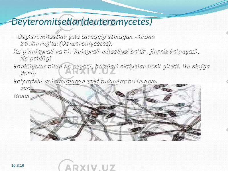 Deyteromitsetlar(deuteromycetes) Deyteromitsetlar yoki taraqqiy etmagan - tuban zamburug&#39;lar(Deuteromycetes). Ko&#39;p huiayrali va bir huiayrali mitseliysi bo&#39;lib, jinssiz ko&#39;payadi. Ko&#39;pchiligi konidiyalar bilan ko&#39;payadi, ba&#39;zilari oidiyalar hosil giladi. Bu sinfga jinsiy ko&#39;payishi aniqlanmagan yoki butunlay bo&#39;lmagan zamburug&#39;larkiradi. Konidiyali Bosqichi askomitsetlarnikiga juda o’xshaydi. 10.3.16 