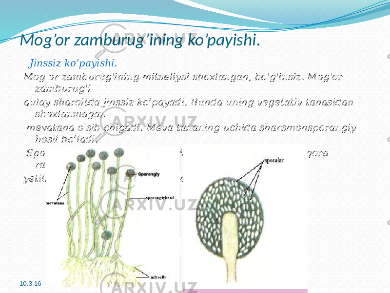 Mog’or zamburug’ining ko’payishi. Jinssiz ko’payishi. Mog&#39;or zamburug&#39;ining mitseliysi shoxlangan, bo&#39;g&#39;insiz. Mog&#39;or zamburug&#39;i qulay sharoitda jinssiz ko’payadi. Bunda uning vegetativ tanasidan shoxlanmagan mevatana o&#39;sib chigadi. Meva tananing uchida sharsmonsporangiy hosil bo’ladi. Sporangiyda sporalar yetiladi. Voyaga yetgan sporangiy gora rangda bo&#39;ladi. U yetilib yoriladi va sporalari targaladi. 10.3.16 