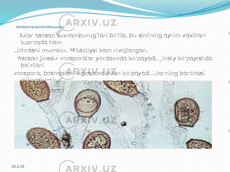 Xitridiomitsetlar(chitridiomycetes) Bular asosan suvzamburug&#39;lari bo&#39;lib, bu sinfning ayrim vakillari tuproqda ham Uchrashi mumkin. Mitseliysi kam rivojlangan. Asosan jinssiz zoosporalar yordamida ko&#39;payadi. Jinsiy ko&#39;payishda ba&#39;zilari zoospora, boshqalari zigospora bilan ko&#39;payadi.Ularning barchasi mikroskopik mayda bo&#39;lib,sodda hayvonlarni eslatadi. 10.3.16 