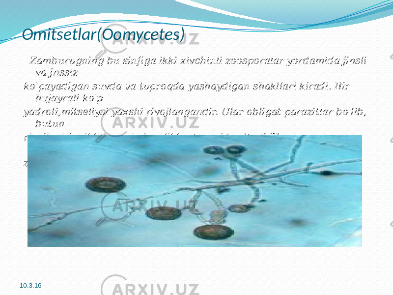 Omitsetlar(Oomycetes) Zamburugning bu sinfiga ikki xivchinli zoosporalar yordamida jinsli va jnssiz ko&#39;payadigan suvda va tuproqda yashaydigan shakllari kiradi. Bir hujayrali ko&#39;p yadroli,mitseliysi yaxshi rivojlangandir. Ular obligat parazitlar bo&#39;lib, butun rivoilanish sikli yugori o&#39;simliklar tanasida o&#39;tadi.Shunga garamay ular zoosporalar hosil qilish xususiyatini saglab qolgan. 10.3.16 