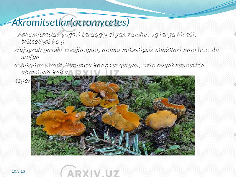 Akromitsetlar(acromycetes) Askomitsetlar yugori taraqgiy etgan zamburug&#39;larga kiradi. Mitseliysi ko&#39;p Hujayrali yaxshi rivojlangan, ammo mitseliysiz shakllari ham bor. Bu sinfga achitgilar kiradi. Tabiatda keng tarqalgan, oziq-ovqat sanoatida ahamiyati katta aspergillus va penitsillium mog&#39;orlari ham shu sinf vakilidir. 10.3.16 