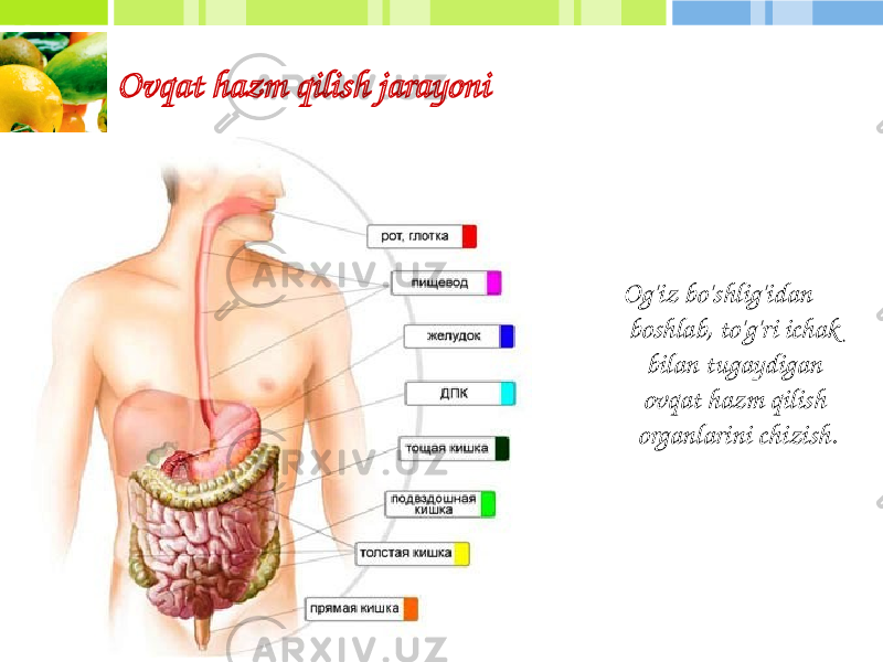 Ovqat hazm qilish jarayoni Og&#39;iz bo&#39;shlig&#39;idan boshlab, to&#39;g&#39;ri ichak bilan tugaydigan ovqat hazm qilish organlarini chizish. 