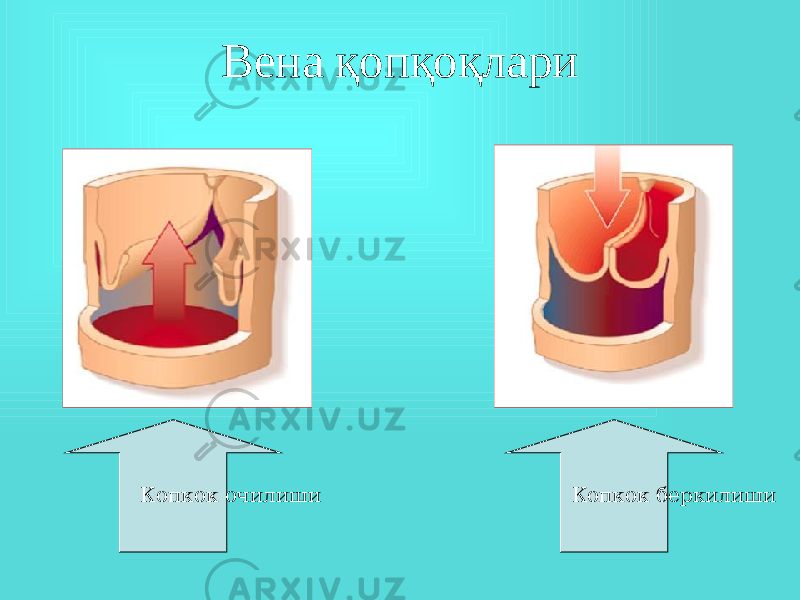 Вена қопқоқлари Копкок очилиши Копкок беркилиши 