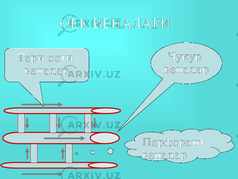 ОЁК ВЕНАЛАРИ : Чукур веналарТери ости веналар Перфорант веналар 