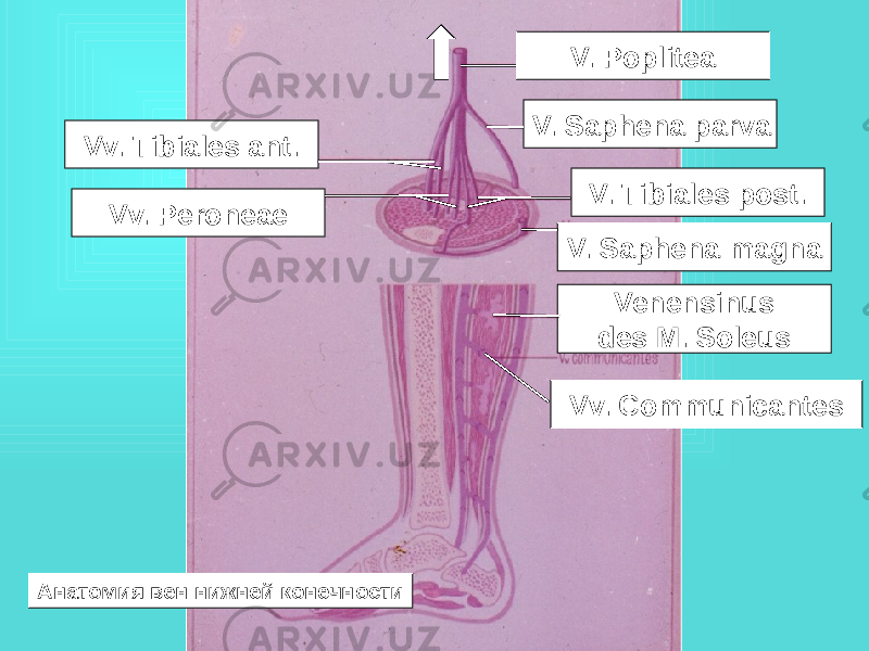 Vv. Tibiales ant. Vv. Peroneae V. Poplitea V. Saphena parva V. Tibiales post. V. Saphena magna Venensinus des M. Soleus Vv. Communicantes Анатомия вен нижней конечности 