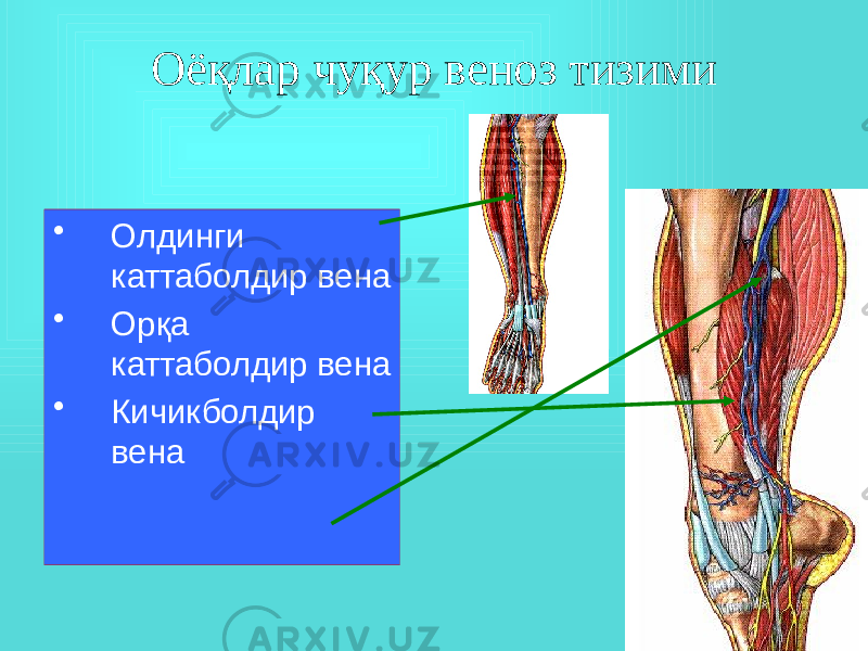 Оёқлар чуқур веноз тизими • Олдинги каттаболдир вена • Орқа каттаболдир вена • Кичикболдир вена 