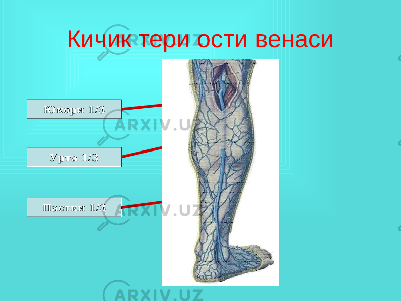 Кичик тери ости венаси Пастки 1/3 Урта 1/3Юкори 1/3 