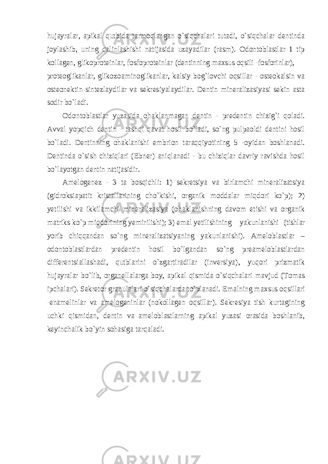 hujayralar, apikal qutbida tarmoqlangan o`siqchalari tutadi, o`siqchalar dentinda joylashib, uning qalinlashishi natijasida uzayadilar (rasm). Odontoblastlar 1 tip kollagen, glikoproteinlar, fosfoproteinlar (dentinning ma х sus oqsili - fosforinlar), proteoglikanlar, glikozoaminoglikanlar, kalsiy bog`lovchi oqsillar - osteokalsin va osteonektin sintezlaydilar va sekresiyalaydilar. Dentin mineralizasiyasi sekin asta sodir bo`ladi. Odontoblastlar yuzasida ohaklanmagan dentin - predentin chizig`i qoladi. Avval yopqich dentin - tashqi qavat hosil bo`ladi, so`ng pulpaoldi dentini hosil bo`ladi. Dentinning ohaklanishi embrion taraqqiyotining 5 -oyidan boshlanadi. Dentinda o`sish chiziqlari (Ebner) aniqlanadi - bu chiziqlar davriy ravishda hosil bo`layotgan dentin natijasidir. Amelogenez - 3 ta bosqichli: 1) sekretsiya va birlamchi mineralizatsiya (gidroksiapatit kristallarining cho`kishi, organik moddalar miqdori ko`p); 2) yetilishi va ikkilamchi mineralizasiya (ohaklanishning davom etishi va organik matriks ko`p miqdorining yemirilishi); 3) emal yetilishining yakunlanishi (tishlar yorib chiqqandan so`ng mineralizatsiyaning yakunlanishi). Ameloblastlar – odontoblastlardan predentin hosil bo`lgandan so`ng preameloblastlardan differentsiallashadi, qutblarini o`zgartiradilar (inversiya), yuqori prizmatik hujayralar bo`lib, organellalarga boy, apikal qismida o`siqchalari mavjud (Tomas ipchalari). Sekretor granulalari o`siqchalarda to`planadi. Emalning ma х sus oqsillari -enamelinlar va amelogeninlar (nokollagen oqsillar). Sekresiya tish kurtagining uchki qismidan, dentin va ameloblastlarning apikal yuzasi orasida boshlanib, keyinchalik bo`yin sohasiga tarqaladi. 