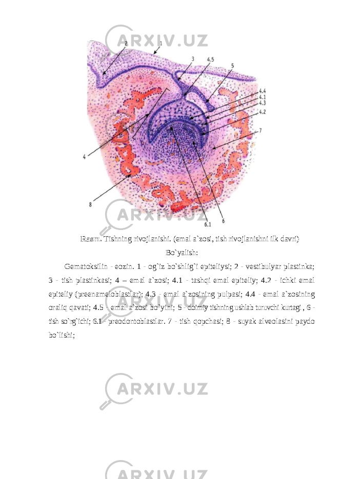 Rasm. Tishning rivojlanishi. (emal a`zosi, tish rivojlanishni ilk davri) Bo`yalish: Gematoksilin - eozin. 1 - og`iz bo`shlig`i epiteliysi; 2 - vestibulyar plastinka; 3 - tish plastinkasi; 4 – emal a`zosi; 4.1 - tashqi emal epiteliy; 4.2 - ichki emal epiteliy (preenameloblastlar); 4.3 - emal a`zosining pulpasi; 4.4 - emal a`zosining oraliq qavati; 4.5 - emal a`zosi bo`yini; 5 - doimiy tishning ushlab turuvchi kurtagi , 6 - tish so`rg`ichi; 6.1 - preodontoblastlar. 7 - tish qopchasi; 8 - suyak alveolasini paydo bo`lishi; 