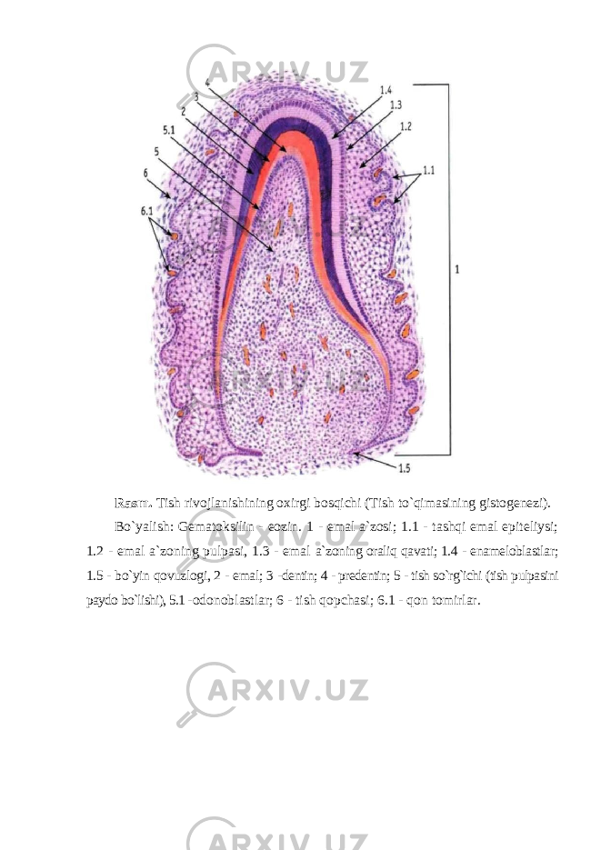 Rasm. Tish rivojlanishining o х irgi bosqichi (Tish to`qimasining gistogenezi). Bo`yalish: Gematoksilin - eozin. 1 - emal a`zosi; 1.1 - tashqi emal epiteliysi; 1.2 - emal a`zoning pulpasi, 1.3 - emal a`zoning oraliq qavati; 1.4 - enameloblastlar; 1.5 - bo`yin qovuzlogi, 2 - emal; 3 - dentin; 4 - predentin; 5 - tish so`rg`ichi (tish pulpasini paydo bo`lishi), 5.1 - odonoblastlar; 6 - tish qopchasi; 6.1 - qon tomirlar. 