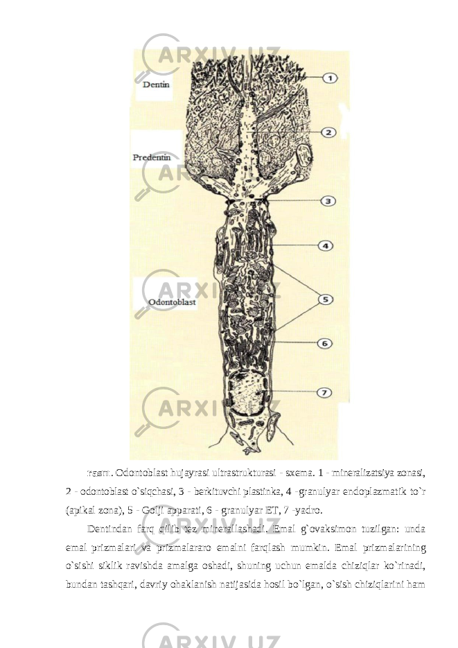 rasm . Odontoblast hujayrasi ultrastrukturasi - s х ema. 1 - mineralizatsiya zonasi, 2 - odontoblast o`siqchasi, 3 - berkituvchi plastinka, 4 - granulyar endoplazmatik to`r (apikal zona), 5 - Golji apparati, 6 - granulyar ET, 7 -yadro. Dentindan farq qilib tez minerallashadi. Emal g`ovaksimon tuzilgan: unda emal prizmalari va prizmalararo emalni farqlash mumkin. Emal prizmalarining o`sishi siklik ravishda amalga oshadi, shuning uchun emalda chiziqlar ko`rinadi, bundan tashqari, davriy ohaklanish natijasida hosil bo`lgan, o`sish chiziqlarini ham 