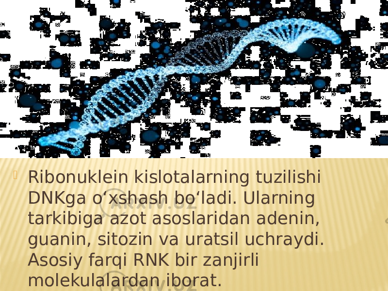  Ribonuklein kislotalarning tuzilishi DNKga o‘xshash bo‘ladi. Ularning tarkibiga azot asoslaridan adenin, guanin, sitozin va uratsil uchraydi. Asosiy farqi RNK bir zanjirli molekulalardan iborat. 