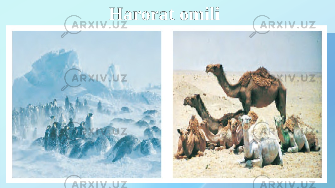 Harorat omili 