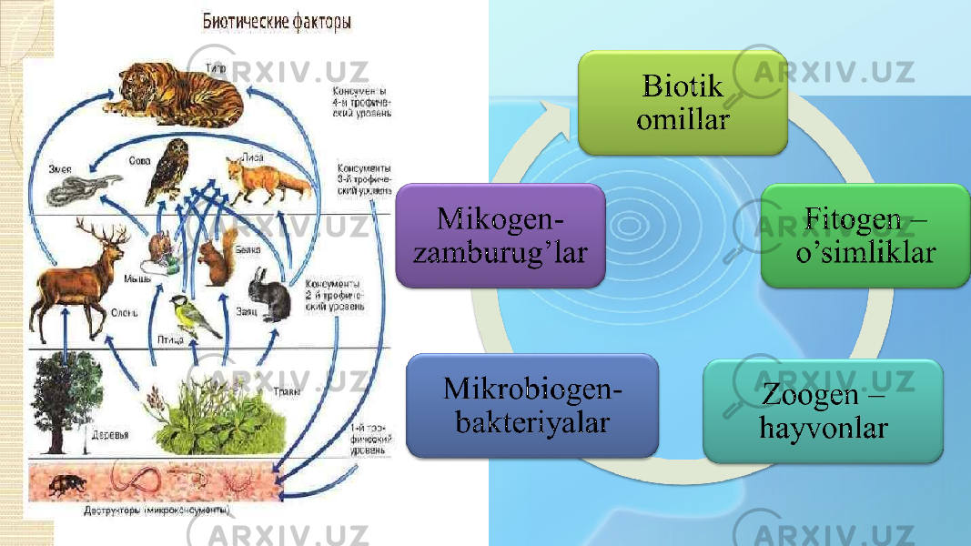 Atrof-muxit Ekologik Omillari Va Ularning O‘zaro Ta’siri Xususiyatlari ...