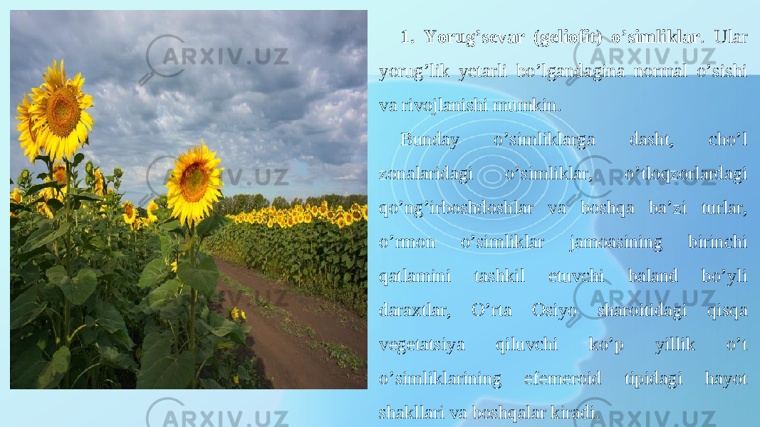 1. Yorug’sevar (geliofit) o’simliklar . Ular yorug’lik yetarli bo’lgandagina normal o’sishi va rivojlanishi mumkin. Bunday o’simliklarga dasht, cho’l zonalaridagi o’simliklar, o’tloqzorlardagi qo’ng’irboshdoshlar va boshqa ba’zi turlar, o’rmon o’simliklar jamoasining birinchi qatlamini tashkil etuvchi baland bo’yli daraxtlar, O’rta Osiyo sharoitidagi qisqa vegetatsiya qiluvchi ko’p yillik o’t o’simliklarining efemeroid tipidagi hayot shakllari va boshqalar kiradi. 