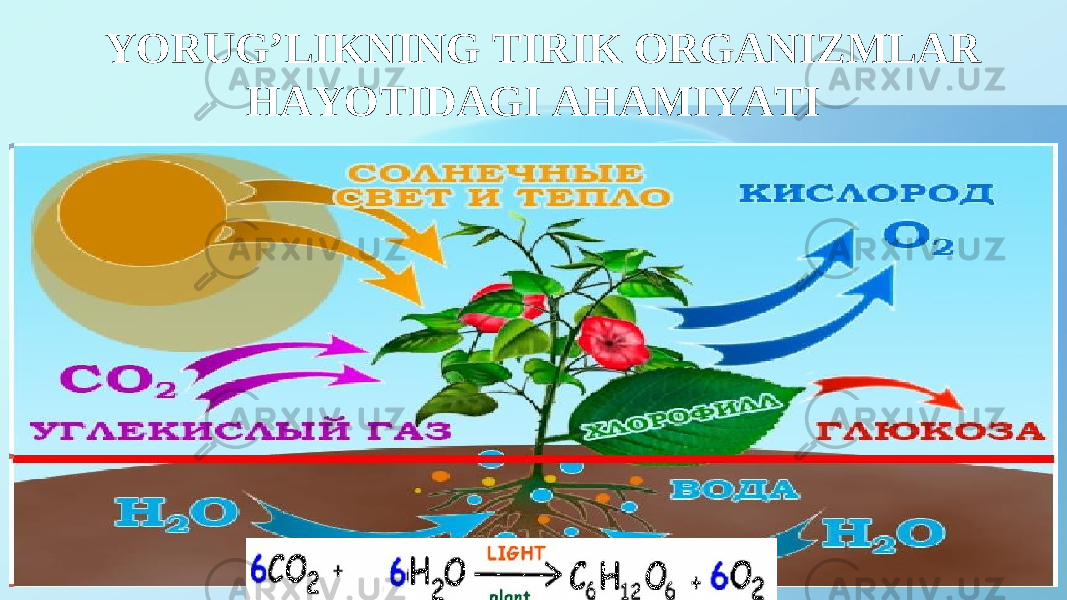 YORUG’LIKNING TIRIK ORGANIZMLAR HAYOTIDAGI AHAMIYATI 