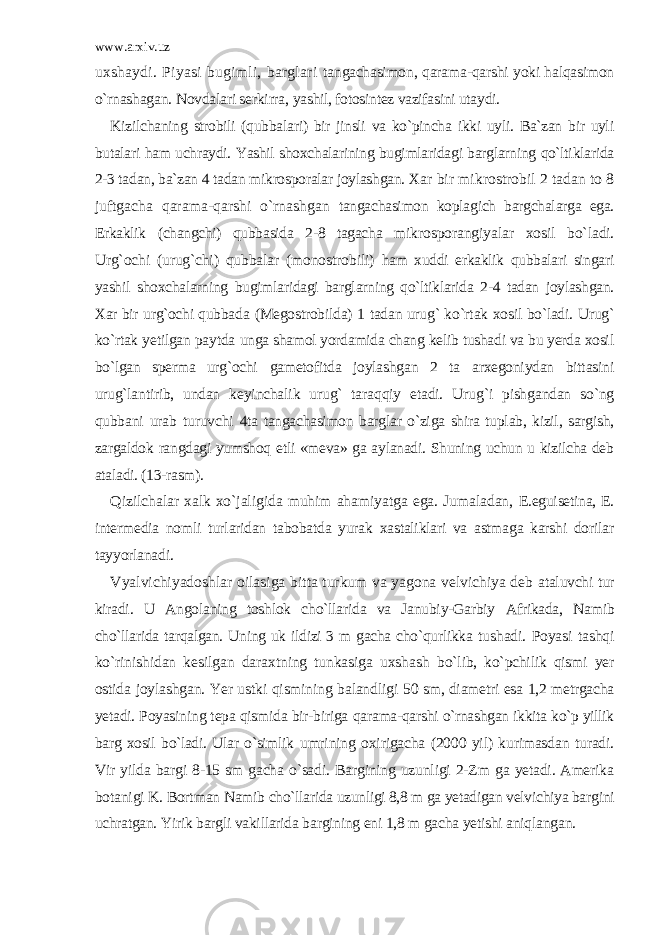 www.arxiv.uz uxshaydi. Piyasi bugimli, barglari tangachasimon, qarama-qarshi yoki halqasimon o`rnashagan. Novdalari serkirra, yashil, fotosintez vazifasini utaydi. Kizilchaning strobili (qubbalari) bir jinsli va ko`pincha ikki uyli. Ba`zan bir uyli butalari ham uchraydi. Yashil shoxchalarining bugimlaridagi barglarning qo`ltiklarida 2-3 tadan, ba`zan 4 tadan mikrosporalar joylashgan. Xar bir mikrostrobil 2 tadan to 8 juftgacha qarama-qarshi o`rnashgan tangachasimon koplagich bargchalarga ega. Erkaklik (changchi) qubbasida 2-8 tagacha mikrosporangiyalar xosil bo`ladi. Urg`ochi (urug`chi) qubbalar (monostrobili) ham xuddi erkaklik qubbalari singari yashil shoxchalarning bugimlaridagi barglarning qo`ltiklarida 2-4 tadan joylashgan. Xar bir urg`ochi qubbada (Megostrobilda) 1 tadan urug` ko`rtak xosil bo`ladi. Urug` ko`rtak yetilgan paytda unga shamol yordamida chang kelib tushadi va bu yerda xosil bo`lgan sperma urg`ochi gametofitda joylashgan 2 ta arxegoniydan bittasini urug`lantirib, undan keyinchalik urug` taraqqiy etadi. Urug`i pishgandan so`ng qubbani urab turuvchi 4ta tangachasimon barglar o`ziga shira tuplab, kizil, sargish, zargaldok rangdagi yumshoq etli «meva» ga aylanadi. Shuning uchun u kizilcha deb ataladi. (13-rasm). Qizilchalar xalk xo`jaligida muhim ahamiyatga ega. Jumaladan, E.eguisetina, E. intermedia nomli turlaridan tabobatda yurak xastaliklari va astmaga karshi dorilar tayyorlanadi. Vyalvichiyadoshlar oilasiga bitta turkum va yagona velvichiya deb ataluvchi tur kiradi. U Angolaning toshlok cho`llarida va Janubiy-Garbiy Afrikada, Namib cho`llarida tarqalgan. Uning uk ildizi 3 m gacha cho`qurlikka tushadi. Poyasi tashqi ko`rinishidan kesilgan daraxtning tunkasiga uxshash bo`lib, ko`pchilik qismi yer ostida joylashgan. Yer ustki qismining balandligi 50 sm, diametri esa 1,2 metrgacha yetadi. Poyasining tepa qismida bir-biriga qarama-qarshi o`rnashgan ikkita ko`p yillik barg xosil bo`ladi. Ular o`simlik umrining oxirigacha (2000 yil) kurimasdan turadi. Vir yilda bargi 8-15 sm gacha o`sadi. Bargining uzunligi 2-Zm ga yetadi. Amerika botanigi K. Bortman Namib cho`llarida uzunligi 8,8 m ga yetadigan velvichiya bargini uchratgan. Yirik bargli vakillarida bargining eni 1,8 m gacha yetishi aniqlangan. 