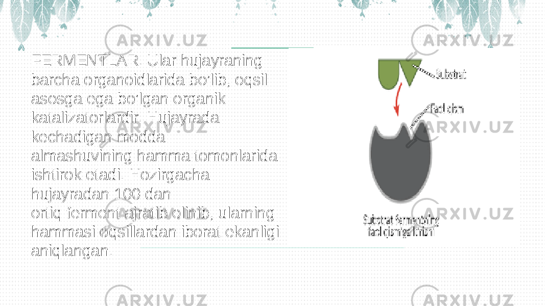 FERMENTLAR. Ular hujayraning barcha organoidlarida bo’lib, oqsil asosga ega bo’lgan organik katalizatorlardir. Hujayrada kechadigan modda almashuvining hamma tomonlarida ishtirok etadi. Hozirgacha hujayradan 100 dan ortiq ferment ajratib olinib, ularning hammasi oqsillardan iborat ekanligi aniqlangan. 