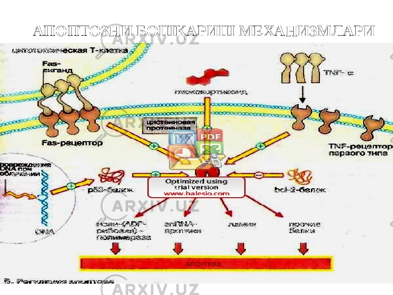 АПОПТОЗНИ БОШҚАРИШ МЕХАНИЗМЛАРИ 