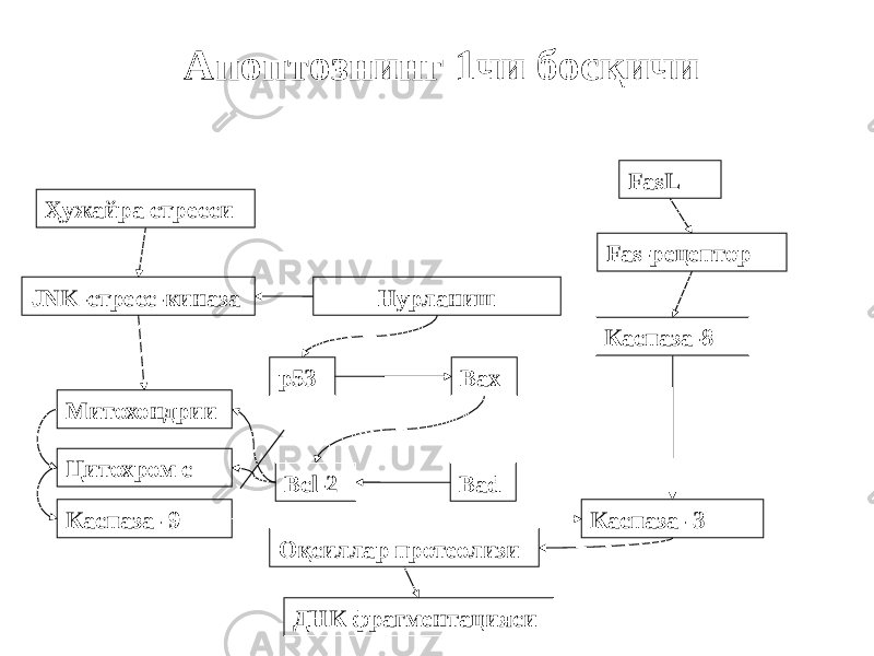 Апоптознинг 1чи босқичи Ҳужайра стресси FasL Fas-рецептор Каспаза-8JNK-стресс-киназа Нурланиш Митохондрии p53 Цитохром с Каспаза- 9 Каспаза- 3Bcl-2 Bad Bax Оқсиллар протеолизи ДНК фрагментацияси 