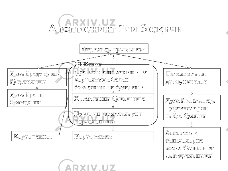 Апоптознинг 2чи босқичи Оқсиллар протеолизи Ҳужайрада сувни йўқотилиши ДНКнинг фрагментацияланиши ва кариолемма билан боғланишини бузилиши Цитолеммани дисфункцияси Хроматинни бўшашиши КариорексисНуклеин кислоталарни парчаланиши КариопикнозҲужайрани бужмаиши Ҳужайра юзасида пуфакчаларни пайдо бўлиши Апоптотик таначаларни хосил бўлиши ва фагоцитланиши 