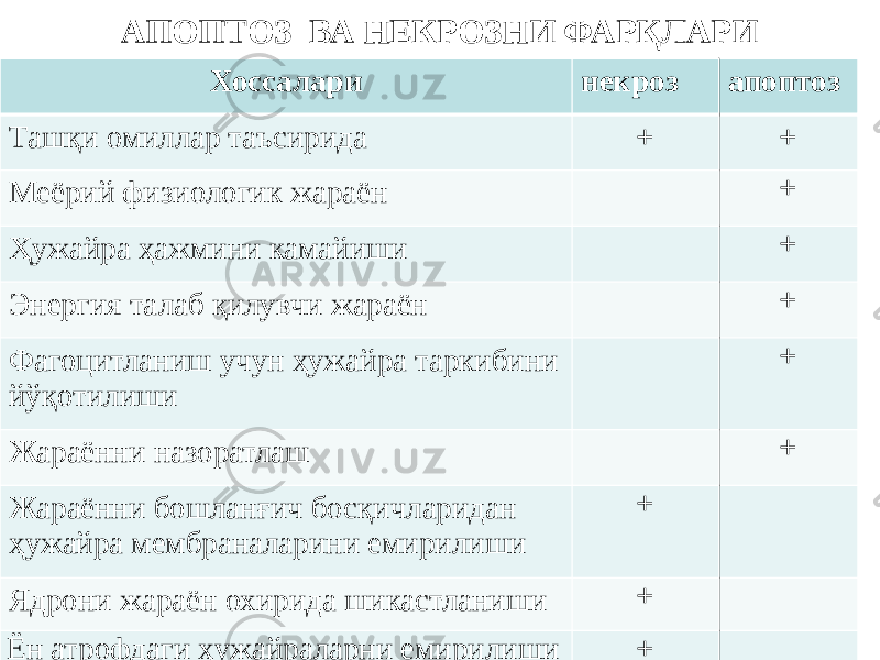 АПОПТОЗ ВА НЕКРОЗНИ ФАРҚЛАРИ Хоссалари некроз апоптоз Ташқи омиллар таъсирида + + Меёрий физиологик жараён + Ҳужайра ҳажмини камайиши + Энергия талаб қилувчи жараён + Фагоцитланиш учун ҳужайра таркибини йўқотилиши + Жараённи назоратлаш + Жараённи бошланғич босқичларидан ҳужайра мембраналарини емирилиши + Ядрони жараён охирида шикастланиши + Ён атрофдаги ҳужайраларни емирилиши + 