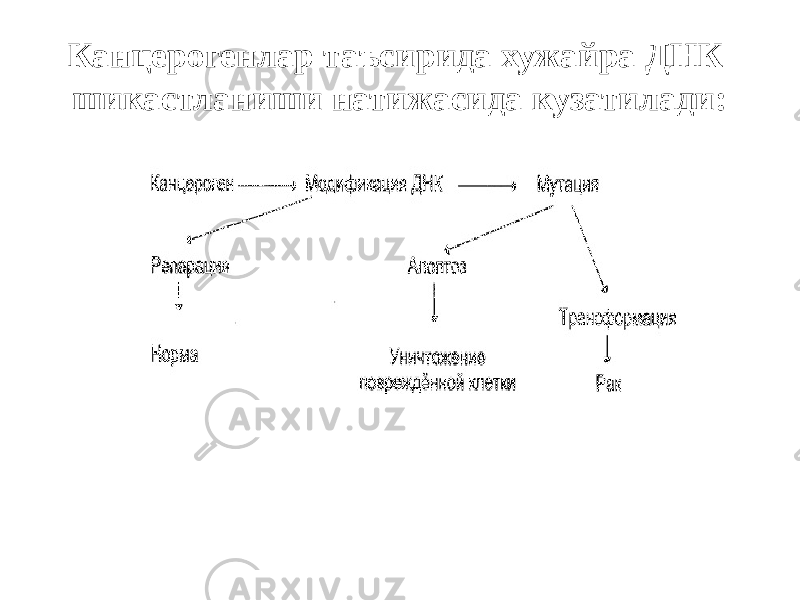 Канцерогенлар таъсирида хужайра ДНК шикастланиши натижасида кузатилади: 