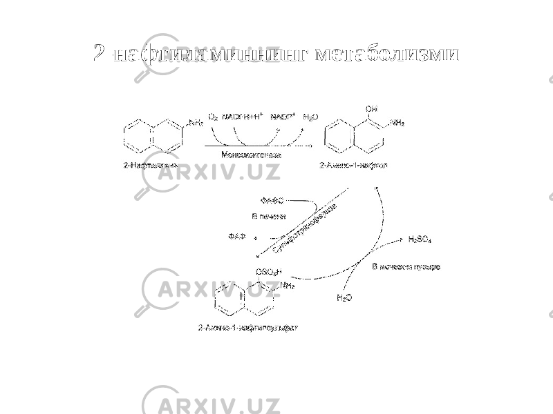 2-нафтиламиннинг метаболизми 