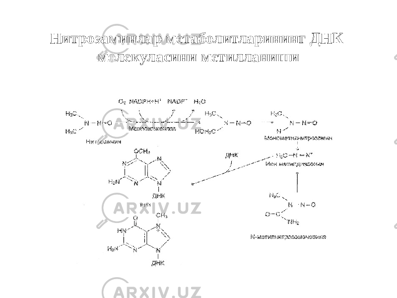 Нитрозаминлар метаболитларининг ДНК молекуласини метилланиши 