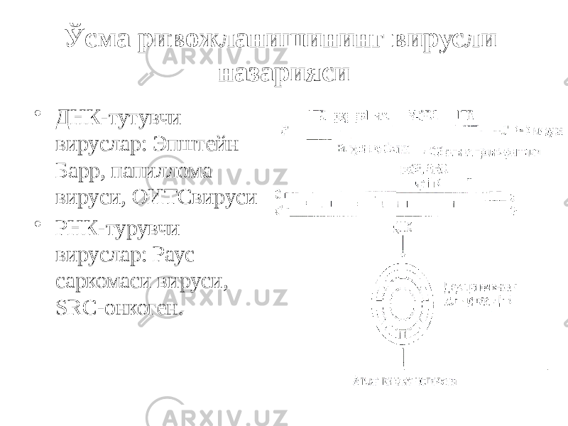 Ўсма ривожланишининг вирусли назарияси • ДНК-тутувчи вируслар: Эпштейн Барр, папиллома вируси, ОИТСвируси • РНК-турувчи вируслар: Раус саркомаси вируси, SRC-онкоген. 