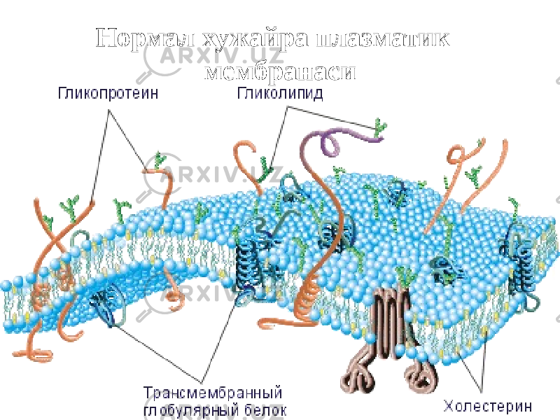 Нормал хужайра плазматик мембранаси 