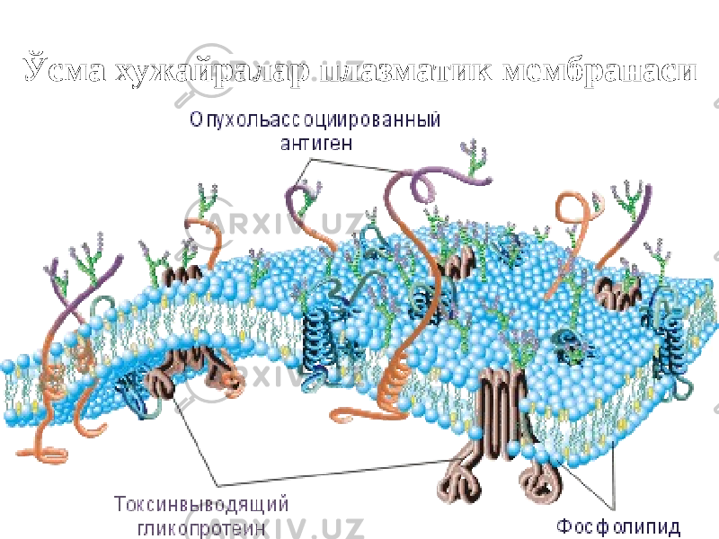 Ўсма хужайралар плазматик мембранаси 