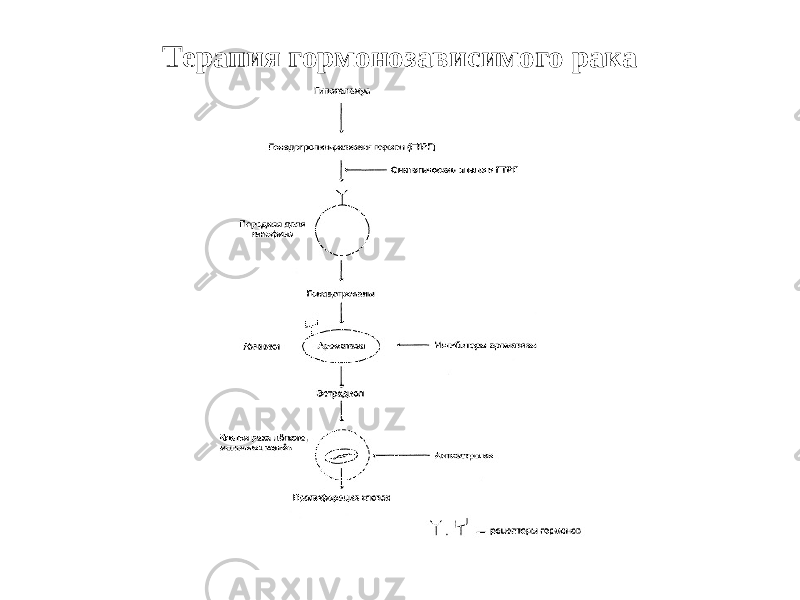 Терапия гормонозависимого рака 