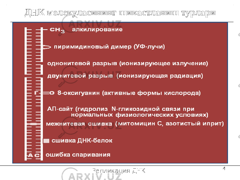 4ДНК молекуласининг шикастланиш турлари Репликация ДНК 